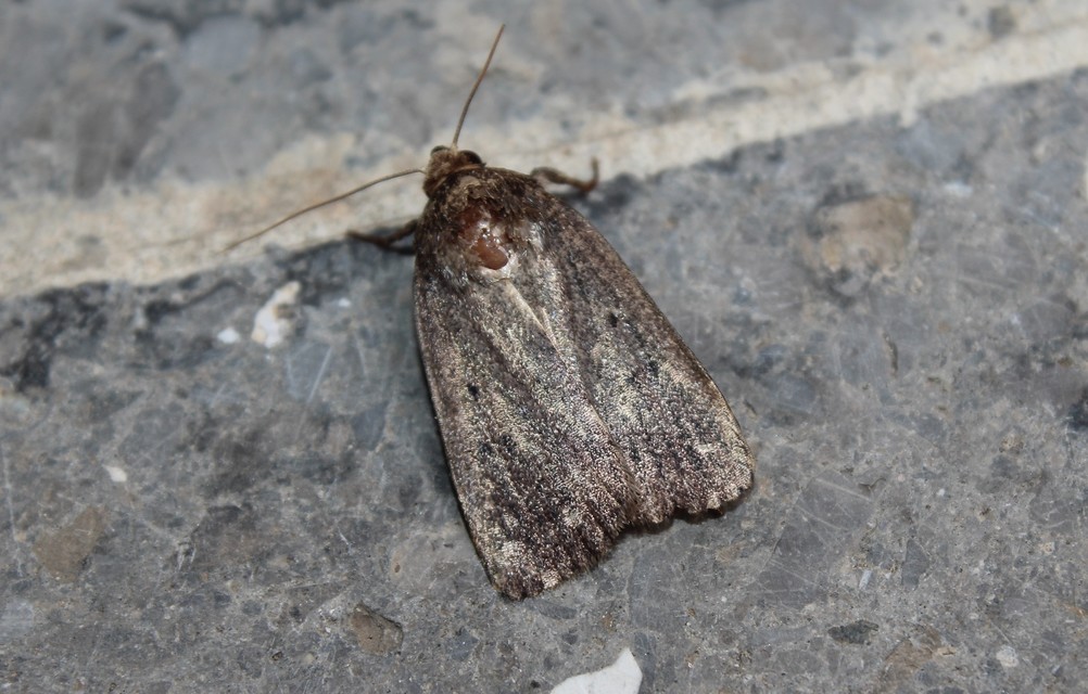 Amphipyra tragopoginis - bakszakállbagoly