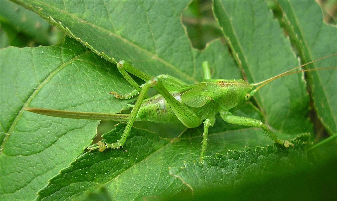 Tettigonia