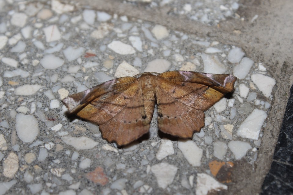 Apeira syringaria - orgona-araszoló