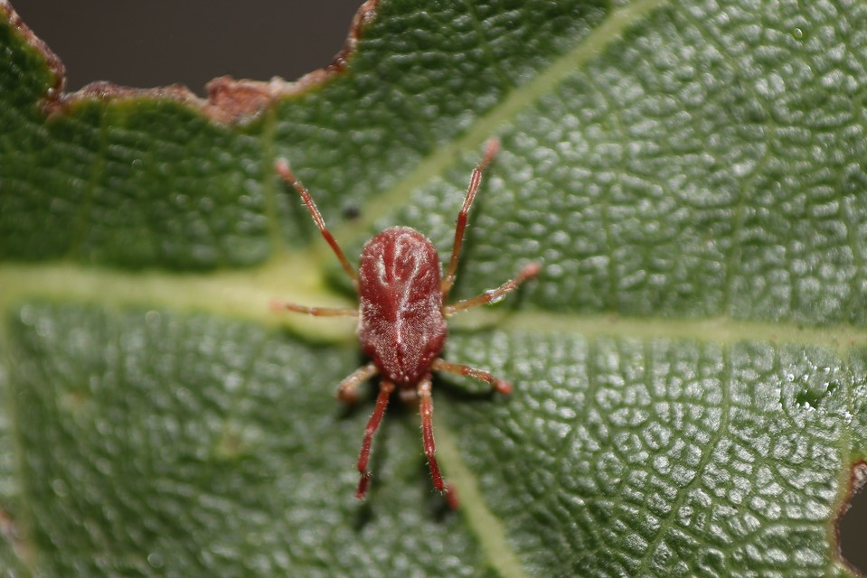 Erythraeidae