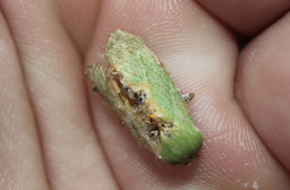Pseudoips prasinana - bükkfa-zöldbagoly