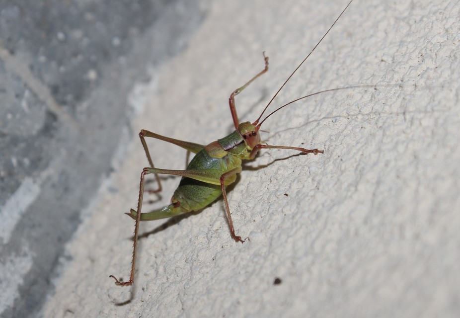 Barbitistes constrictus - északi málnaszöcske