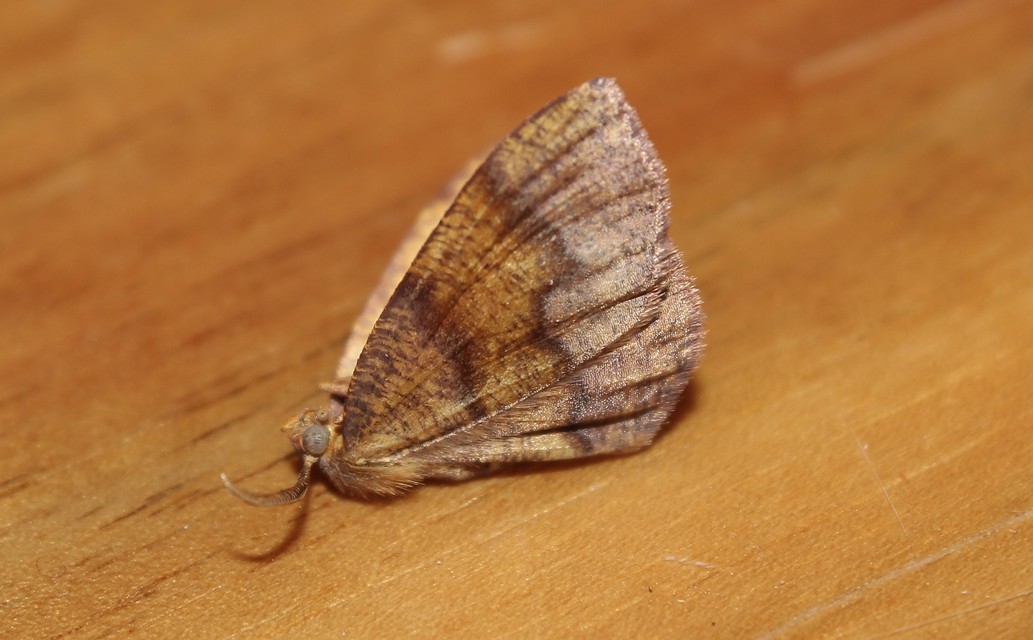 Plagodis pulveraria - szemcsés araszoló