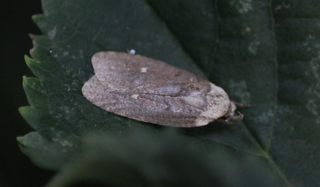 Agonopterix furvella - ezerjófű-laposmoly