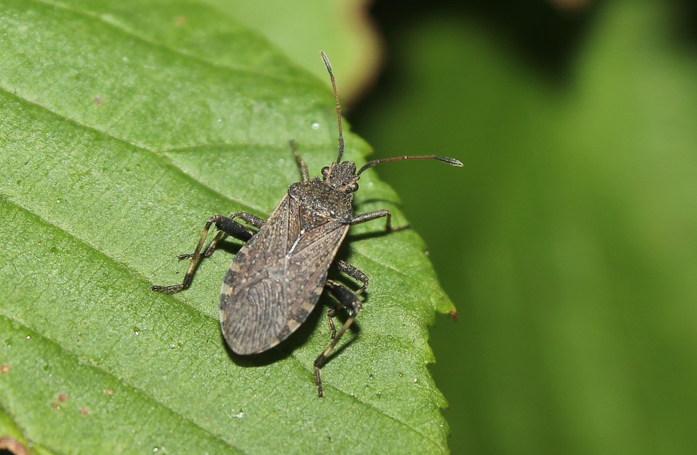 Ceraleptus gracilicornis - tüskéslábú karimáspoloska