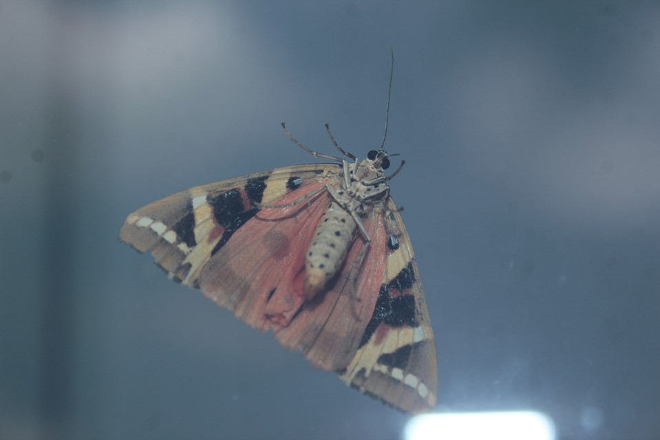 Euplagia quadripunctaria - csíkos medvelepke
