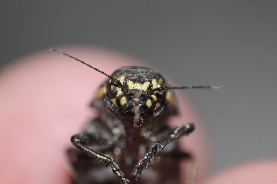 Buprestis haemorrhoidalis - foltosfejű díszbogár