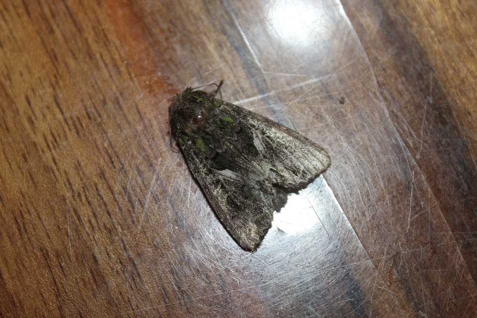 Trachea atriplicis - nyári zöldbagoly