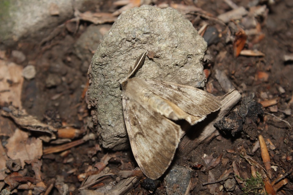 Lymantria dispar - gyapjaslepke