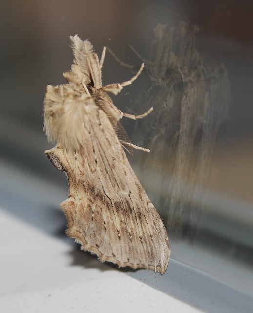 Pterostoma palpina - csőrös púposszövő