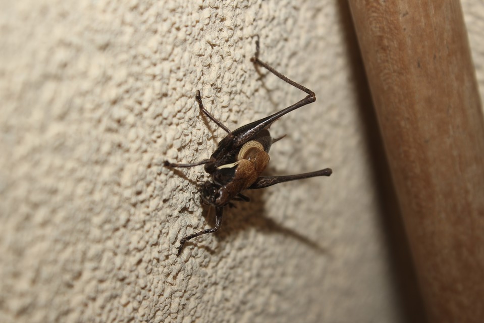 Pholidoptera aptera - nagy avarszöcske