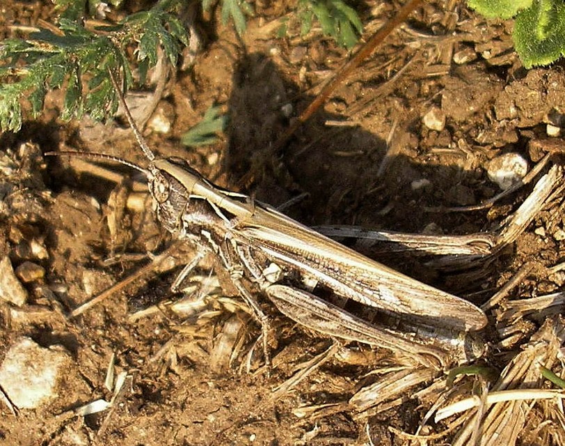 Chorthippus mollis - halk tarlósáska