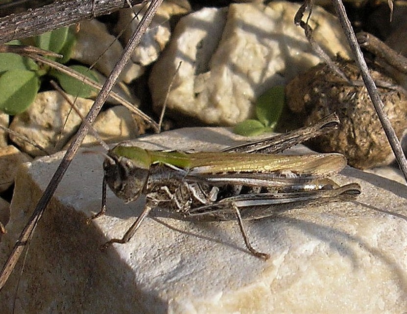 Chorthippus mollis - halk tarlósáska