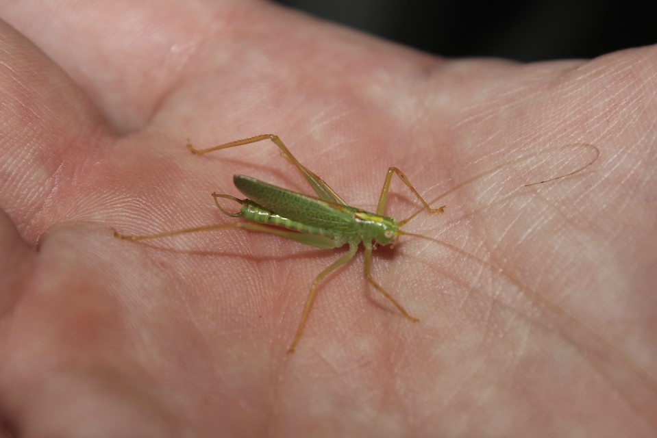 Meconema thalassinum - közönséges dobolószöcske
