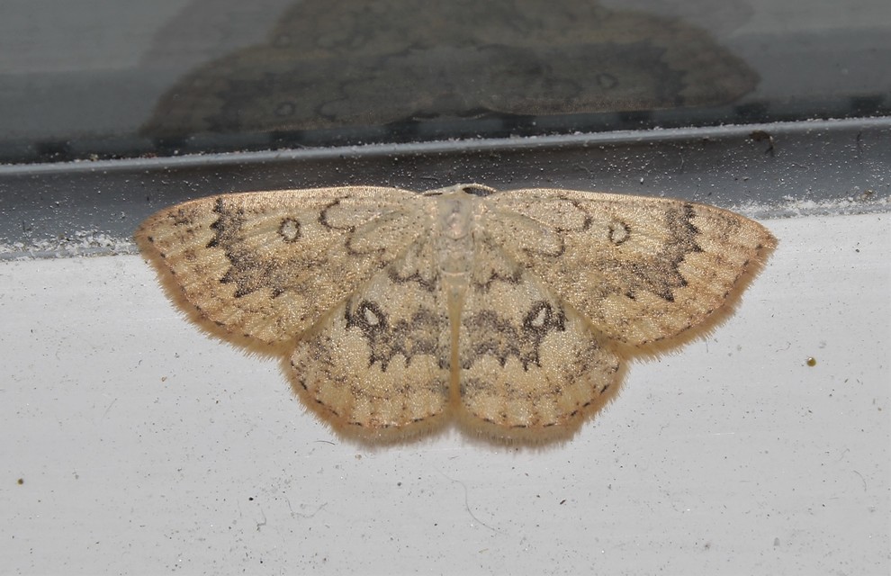 Cyclophora annularia - gyűrűs pettyesaraszoló