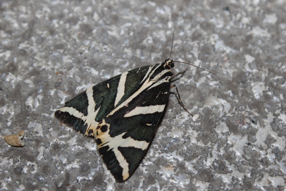 Euplagia quadripunctaria - csíkos medvelepke