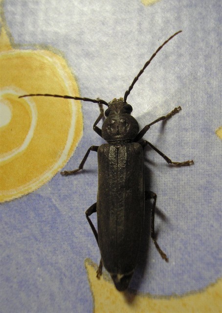 Arhopalus rusticus - gödrösnyakú cincér
