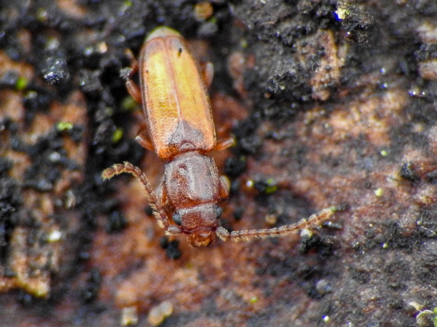 Laemophloeidae - szegélyeslapbogár-félék