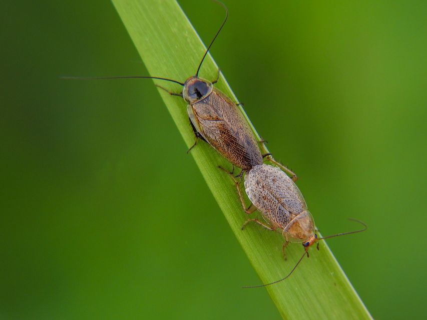 Ectobius erythronotus - sárgatorú erdeicsótány