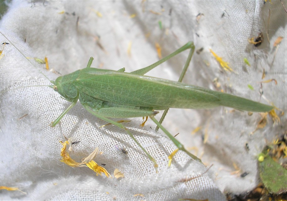Phaneroptera nana - pontozott repülőszöcske