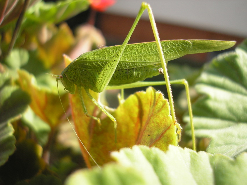 Phaneroptera nana - pontozott repülőszöcske
