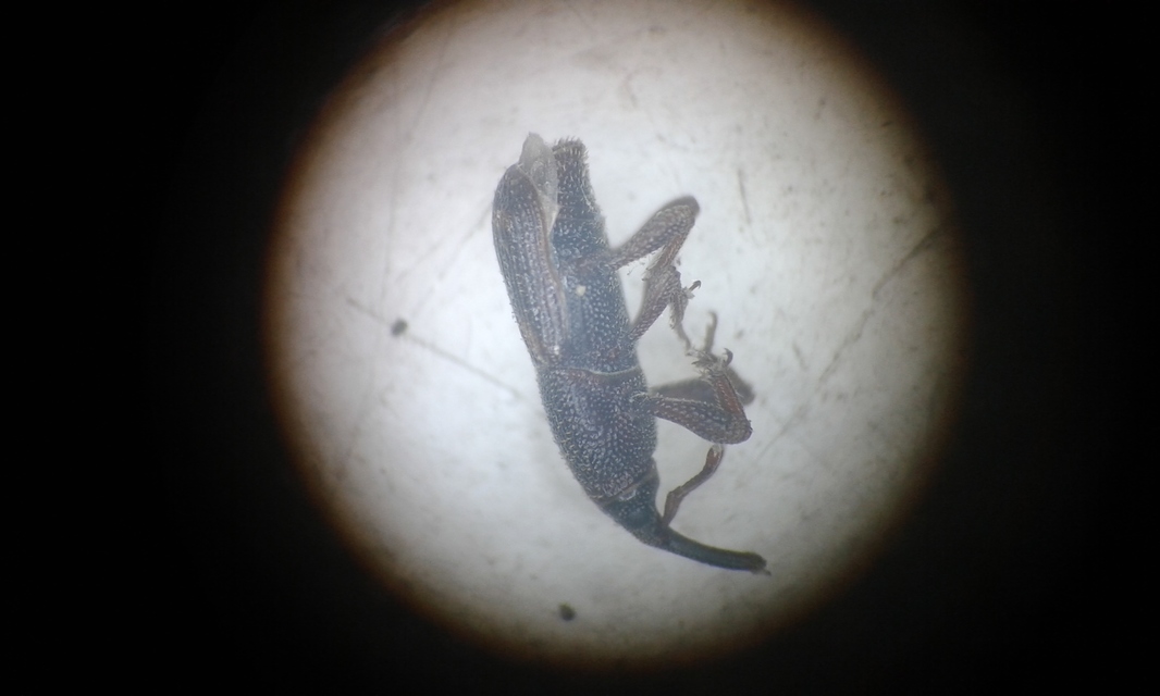 Sitophilus