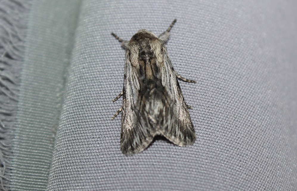 Calophasia platyptera - szürke apróbagoly