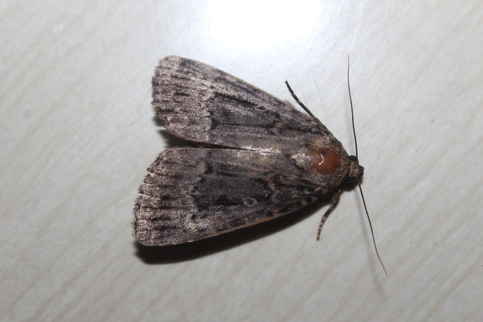 Amphipyra berbera/pyramidea
