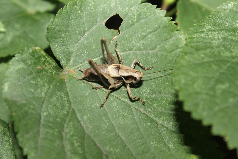 Pholidoptera griseoaptera - szürke avarszöcske