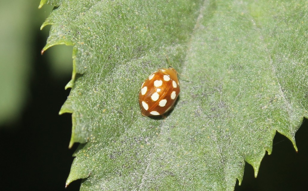 Vibidia duodecimguttata - tizenkétcseppes füsskata
