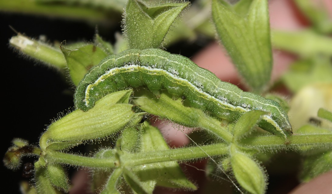 Pyrrhia umbra - iglicebagoly