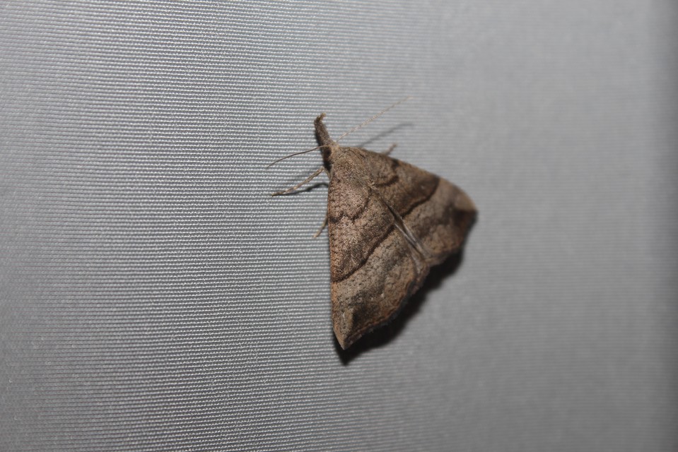 Hypena proboscidalis - ormányos karcsúbagoly