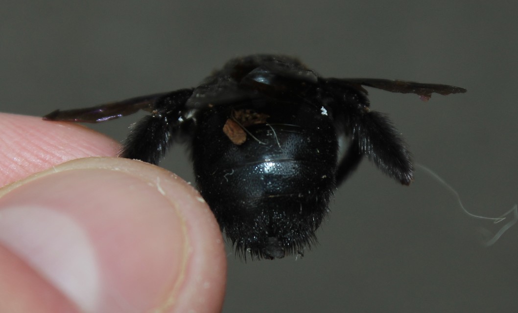 Xylocopa