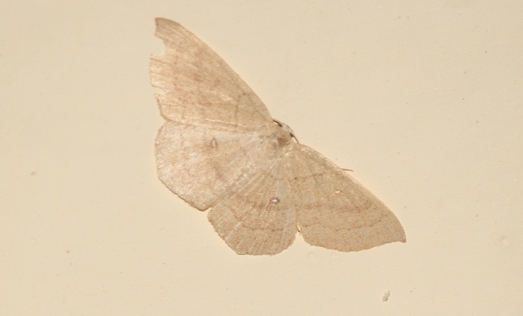 Cyclophora linearia - vonalas pettyesaraszoló