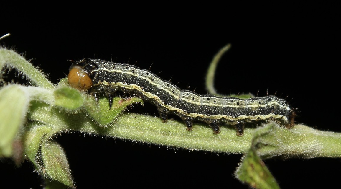 Pyrrhia umbra - iglicebagoly