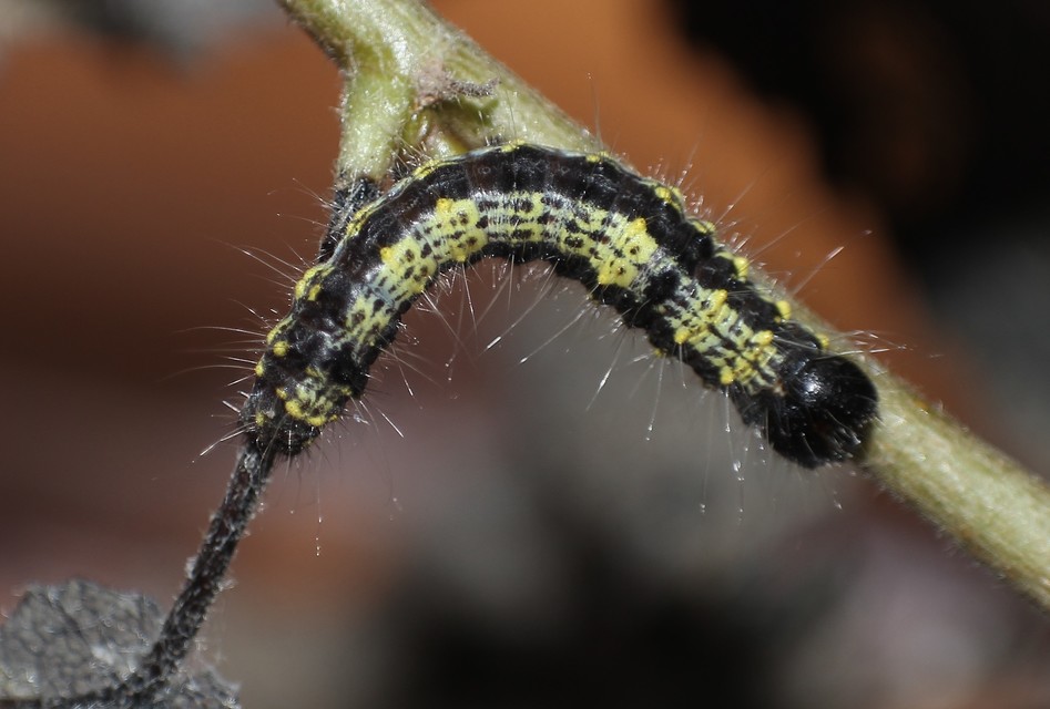 Clostera pigra - apró levélszövő