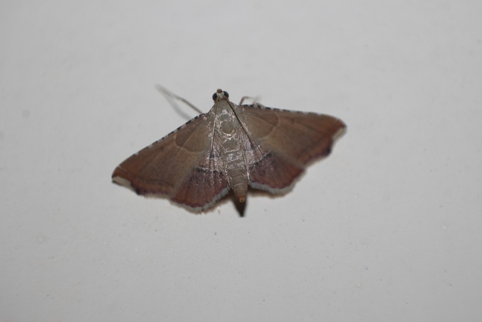 Endotricha flammealis - tüzesszárnyú fényilonca