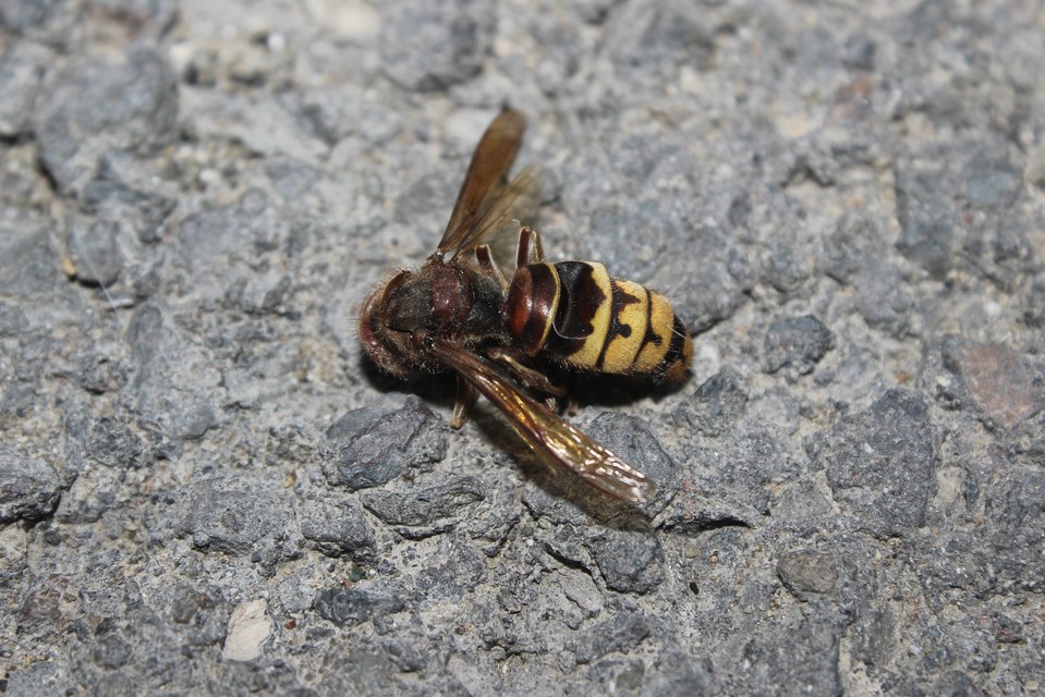 Vespa crabro - lódarázs
