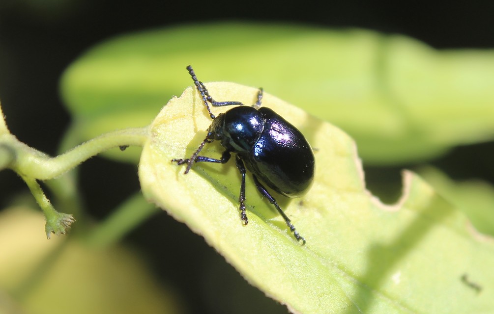 Chrysochus asclepiadeus - tündöklő méreggyiloklevelész