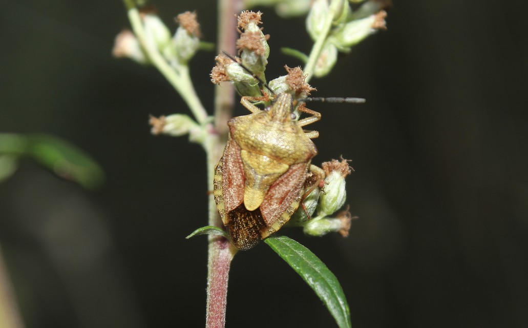 Carpocoris