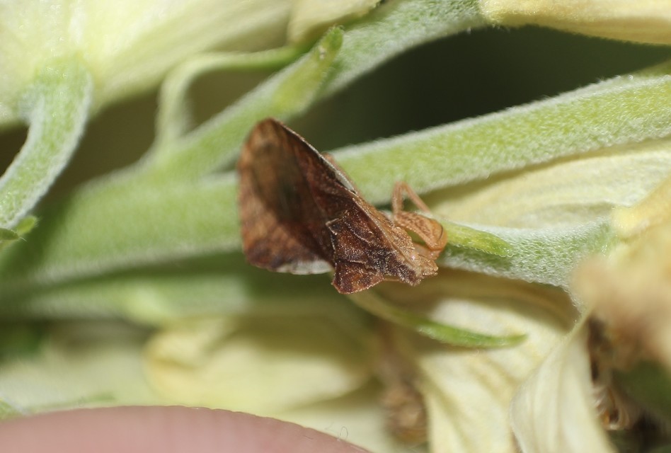 Phymata crassipes - fogólábú poloska