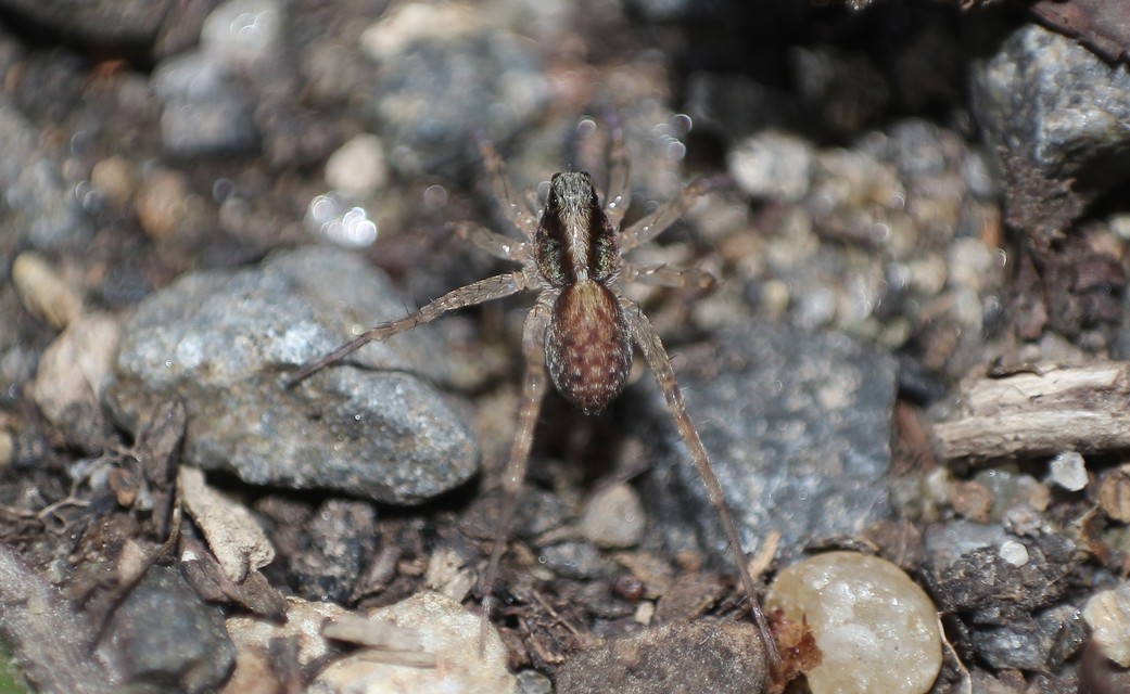 Pardosa alacris/lugubris
