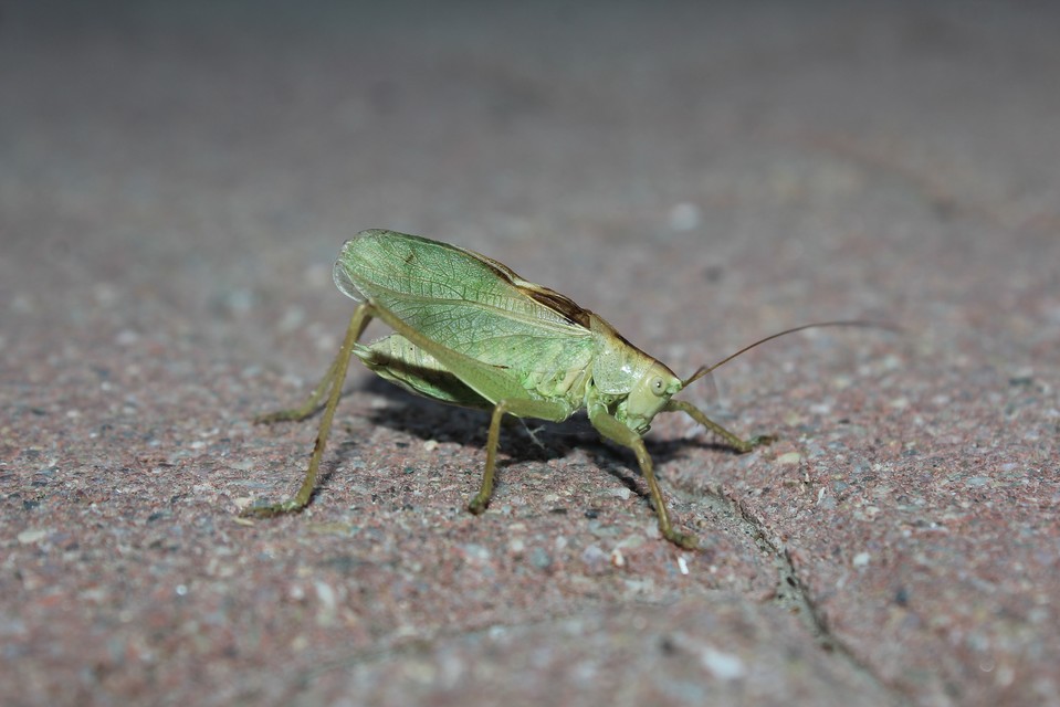 Tettigonia cantans - éneklő lombszöcske