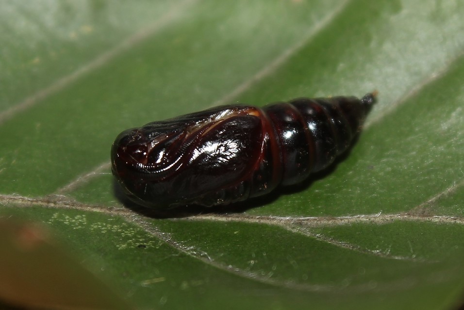 Colocasia coryli - mogyoróbagoly