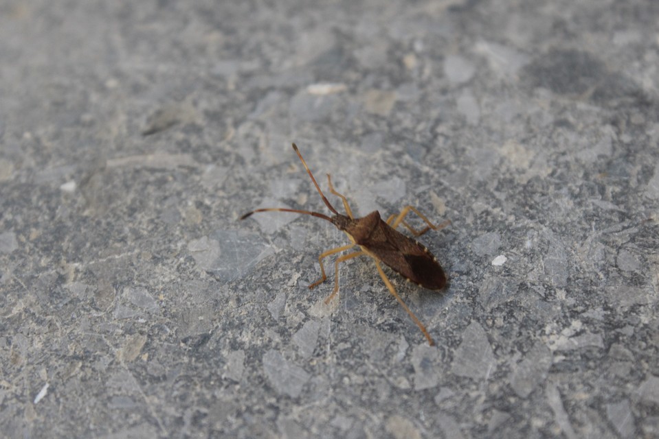 Gonocerus acuteangulatus - aranypetés karimáspoloska
