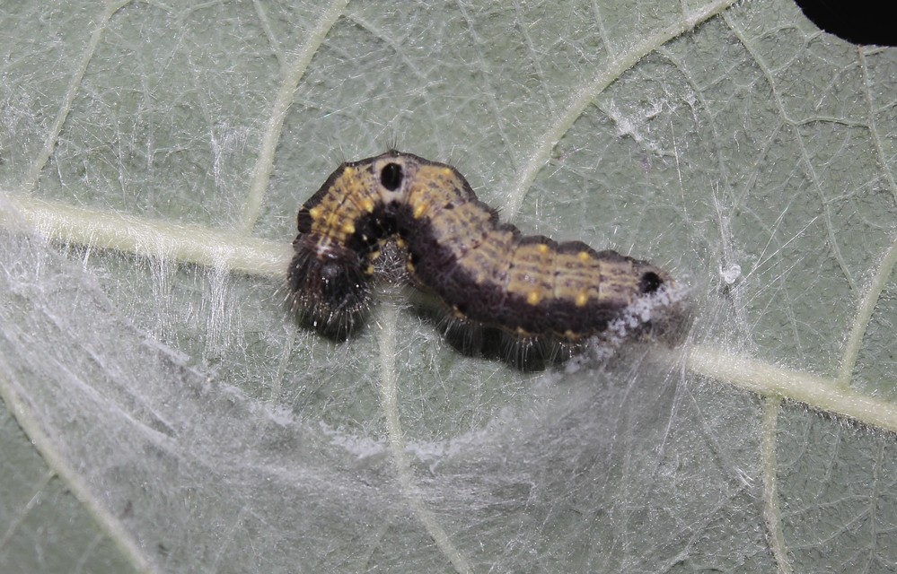 Clostera pigra - apró levélszövő