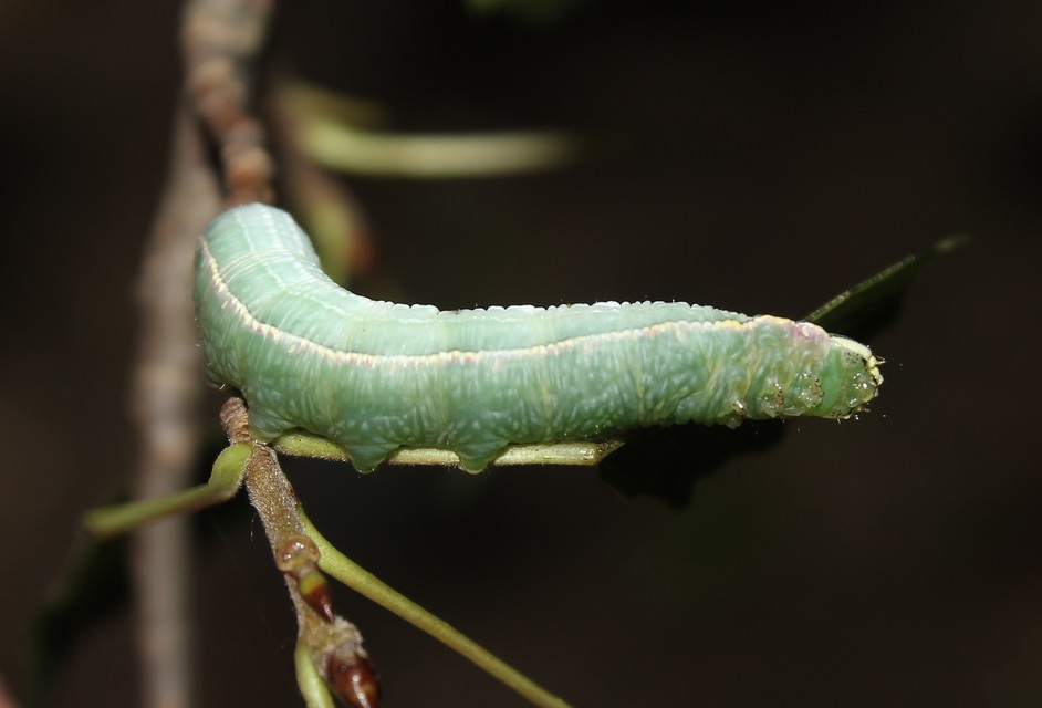 Pterostoma palpina - csőrös púposszövő