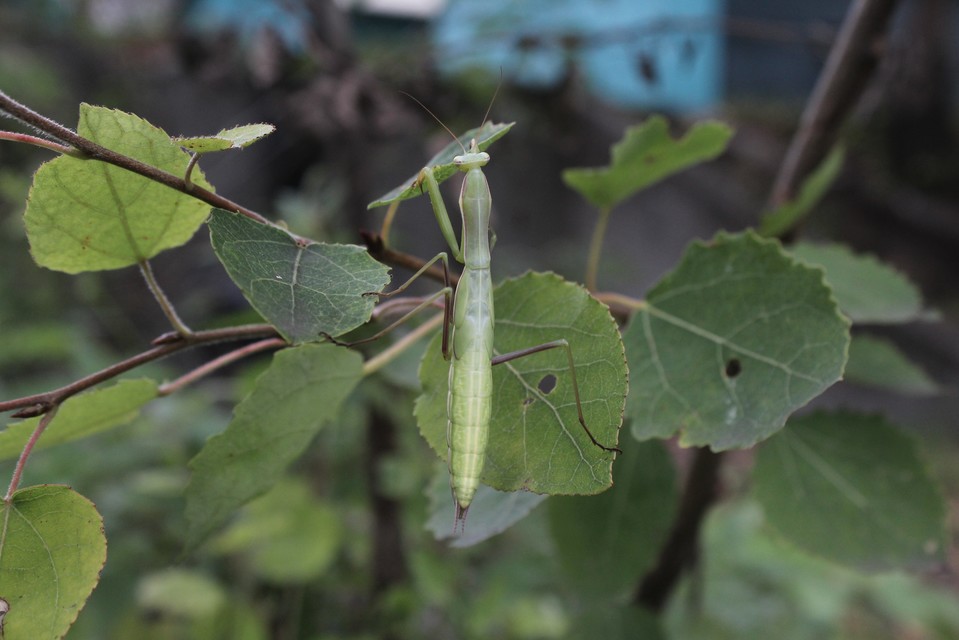 Mantis religiosa - imádkozósáska