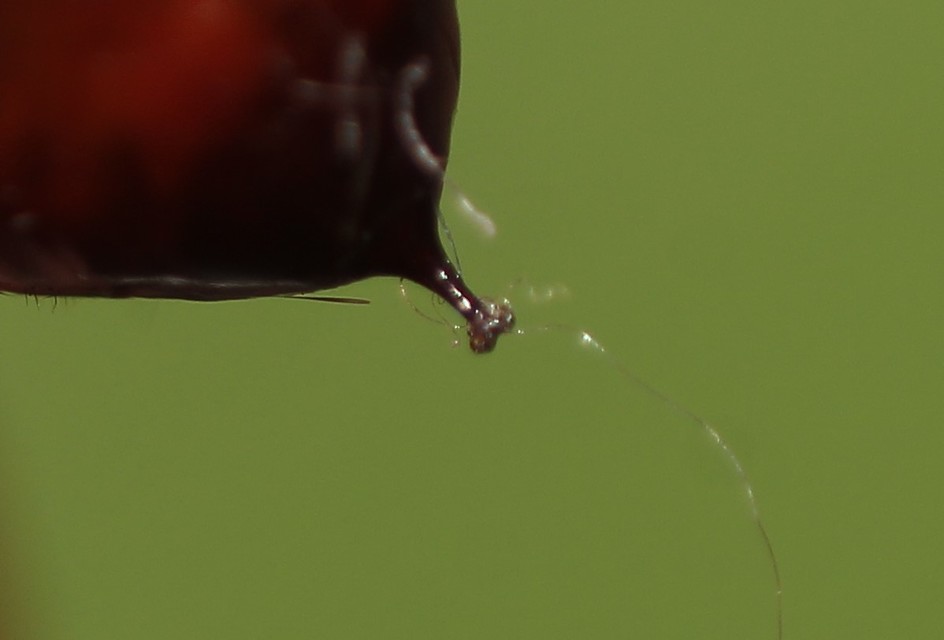 Clostera pigra - apró levélszövő