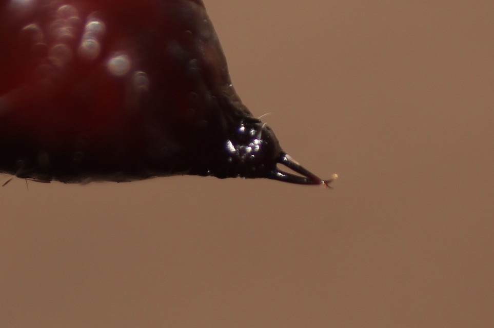 Pyrrhia umbra - iglicebagoly